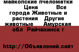  майкопские пчеломатки F-1  › Цена ­ 800 - Все города Животные и растения » Другие животные   . Амурская обл.,Райчихинск г.